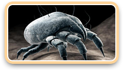 dust mite